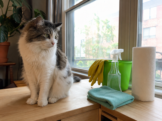 Katzenurin-Geruch entfernen: 6 Tipps, die wirklich helfen