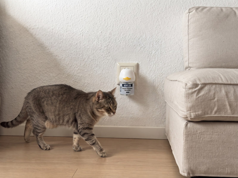 Ruhe wird zur Normalität