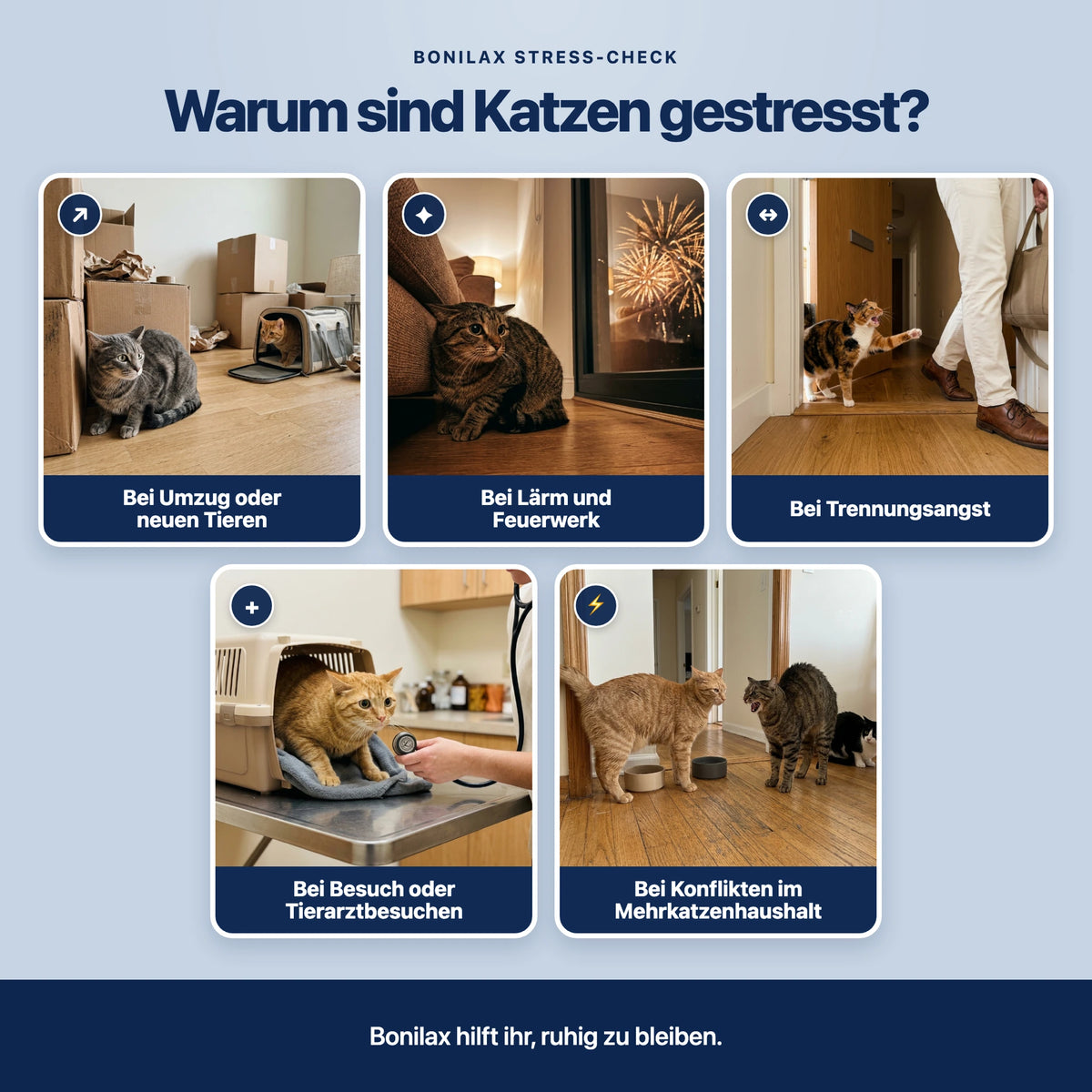Beruhigungsdiffusor Set Katzen