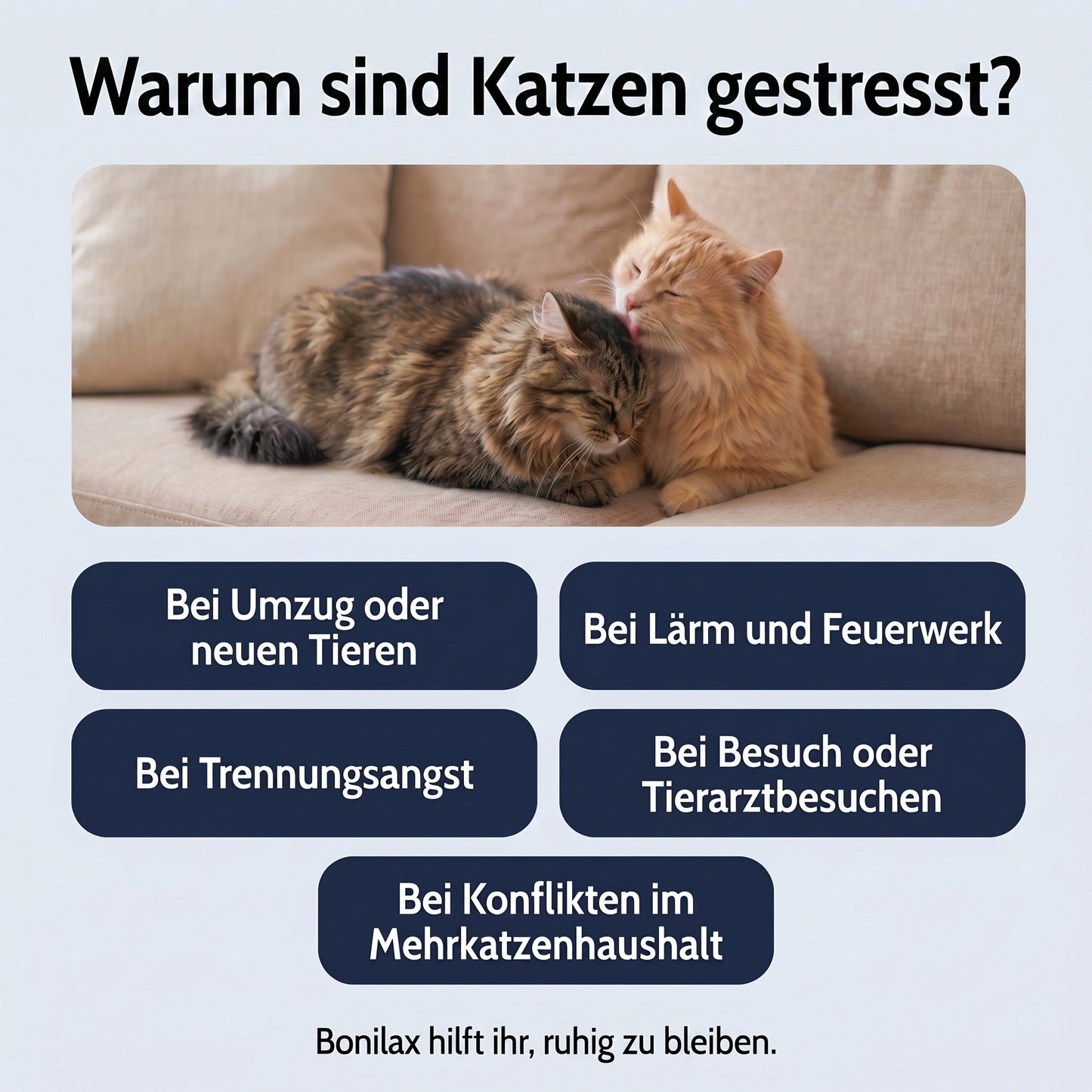 Katzen Pheromon Nachfüller